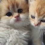 sevcan vatansever profil fotoğrafı