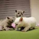 gül çetin profil fotoğrafı