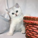 Madina Sonmez profil fotoğrafı