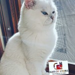 OSMAN BİNGÖL profil fotoğrafı