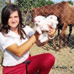Bursa Köpek Okulu profil fotoğrafı